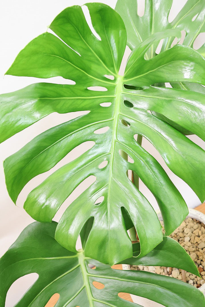 【モンステラ】良い樹形だと思いますよ！全体のバランスがとてもイイ感じで素晴らしいモンステラです！