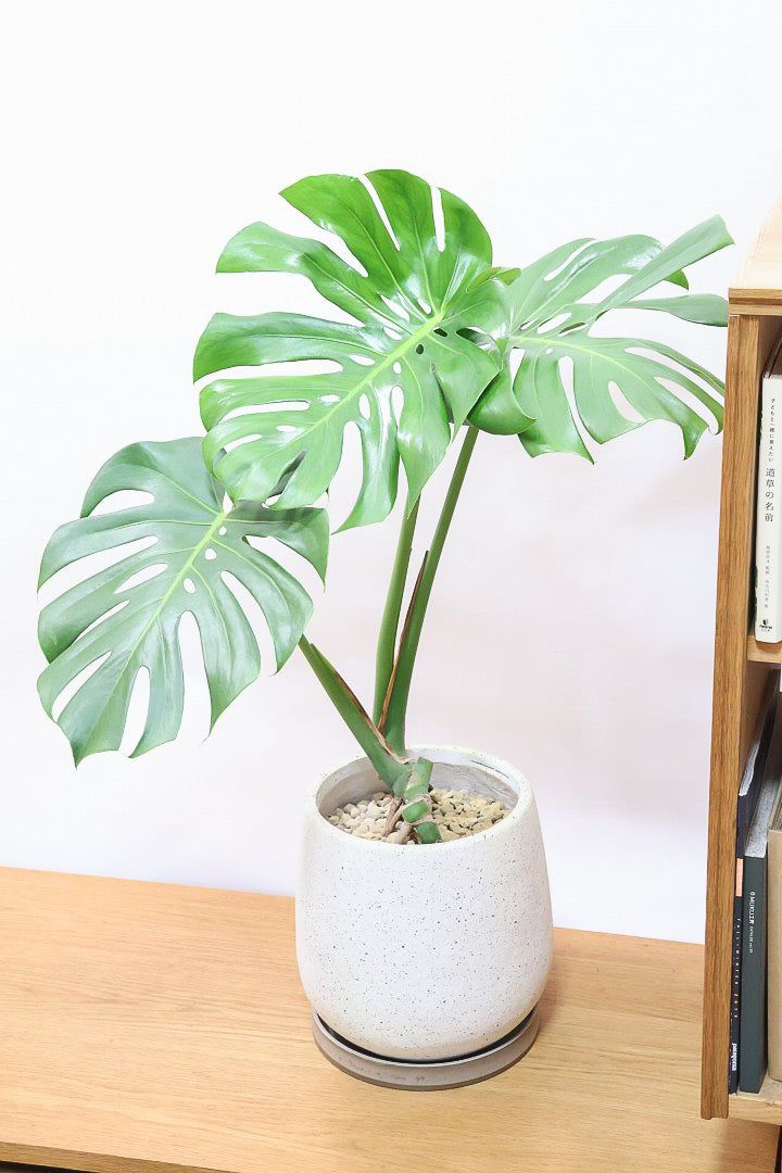 【モンステラ】良い樹形だと思いますよ！全体のバランスがとてもイイ感じで素晴らしいモンステラです！