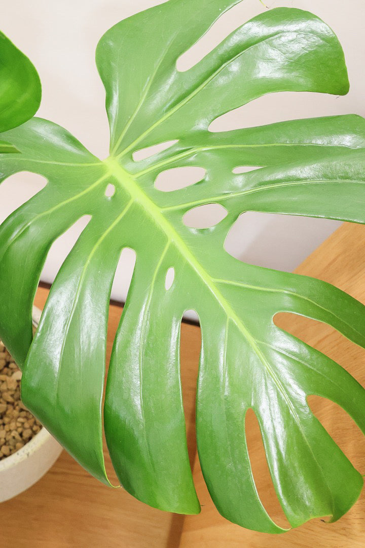 【モンステラ】良い樹形だと思いますよ！全体のバランスがとてもイイ感じで素晴らしいモンステラです！