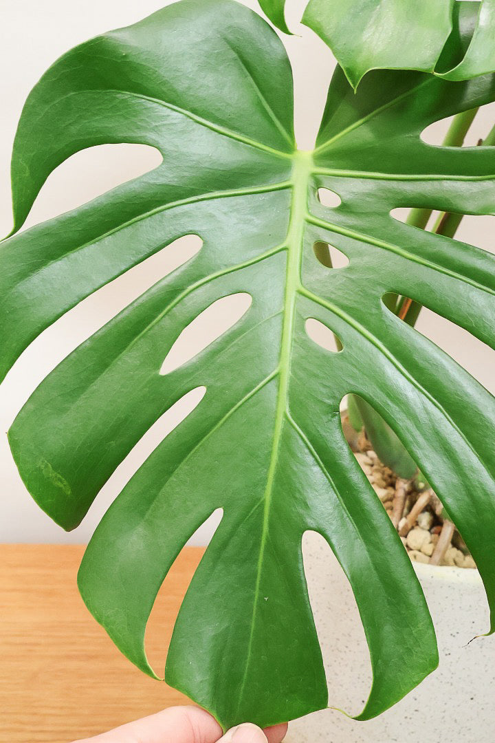 【モンステラ】良い樹形だと思いますよ！全体のバランスがとてもイイ感じで素晴らしいモンステラです！