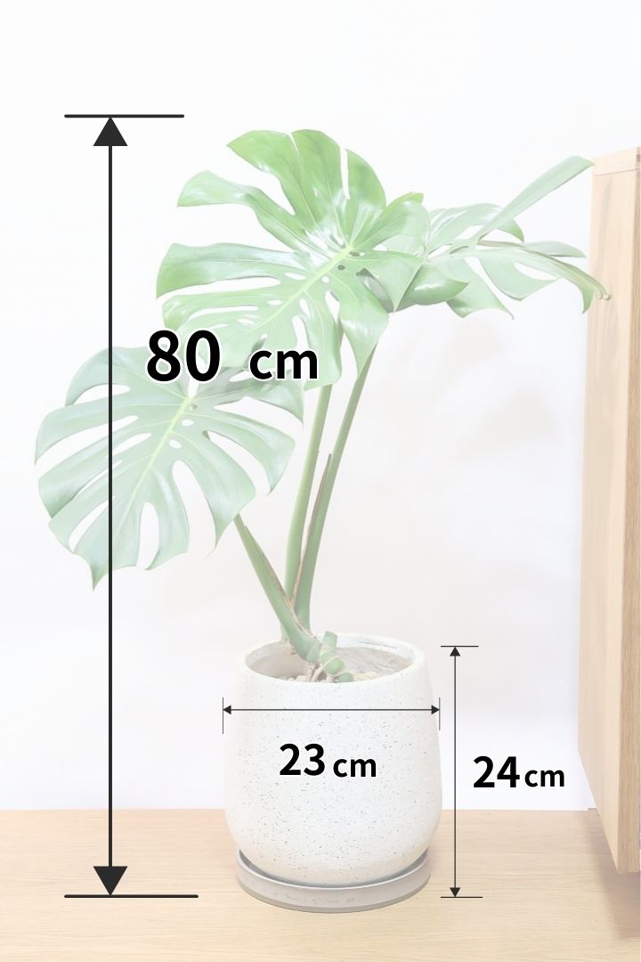 モンステラの葉の切れ込みや穴はどうやってできるの？| 観葉植物の基礎