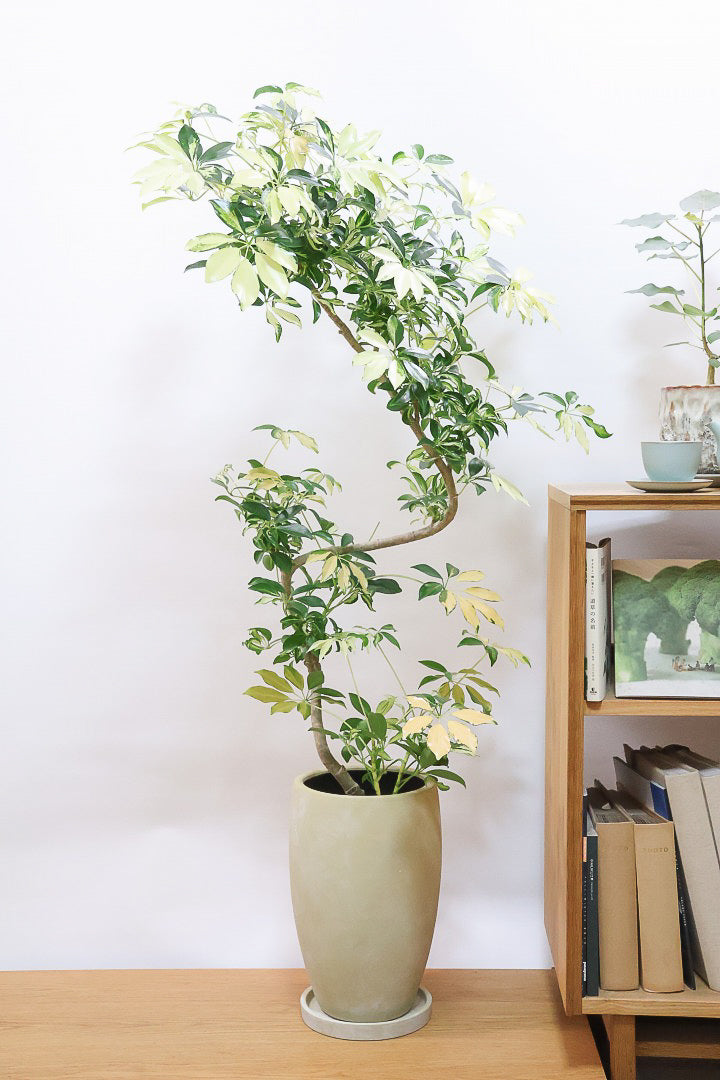 【シェフレラ グランディ】BIGサイズ！シェフレラの中でも華やかで明るい葉色！鹿児島のシェフレラ名人が手がけた美しい樹形です！