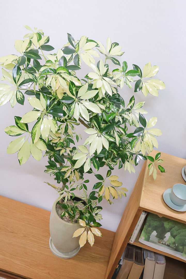 【シェフレラ グランディ】BIGサイズ！シェフレラの中でも華やかで明るい葉色！鹿児島のシェフレラ名人が手がけた美しい樹形です！