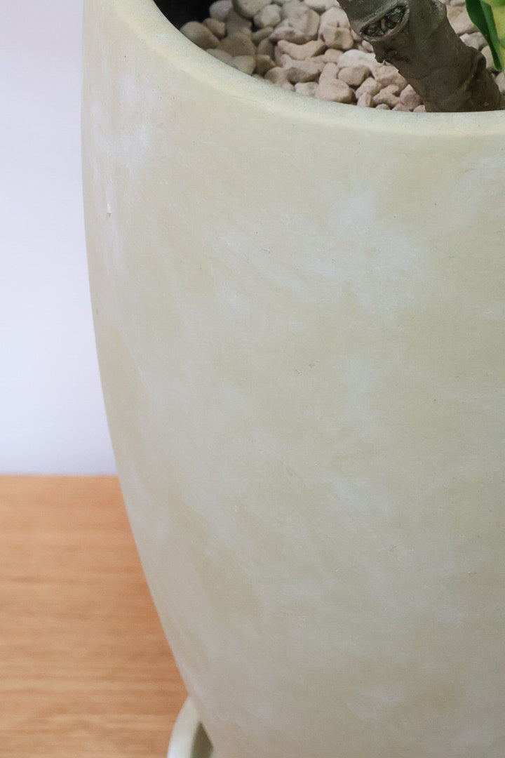 【シェフレラ グランディ】BIGサイズ！シェフレラの中でも華やかで明るい葉色！鹿児島のシェフレラ名人が手がけた美しい樹形です！