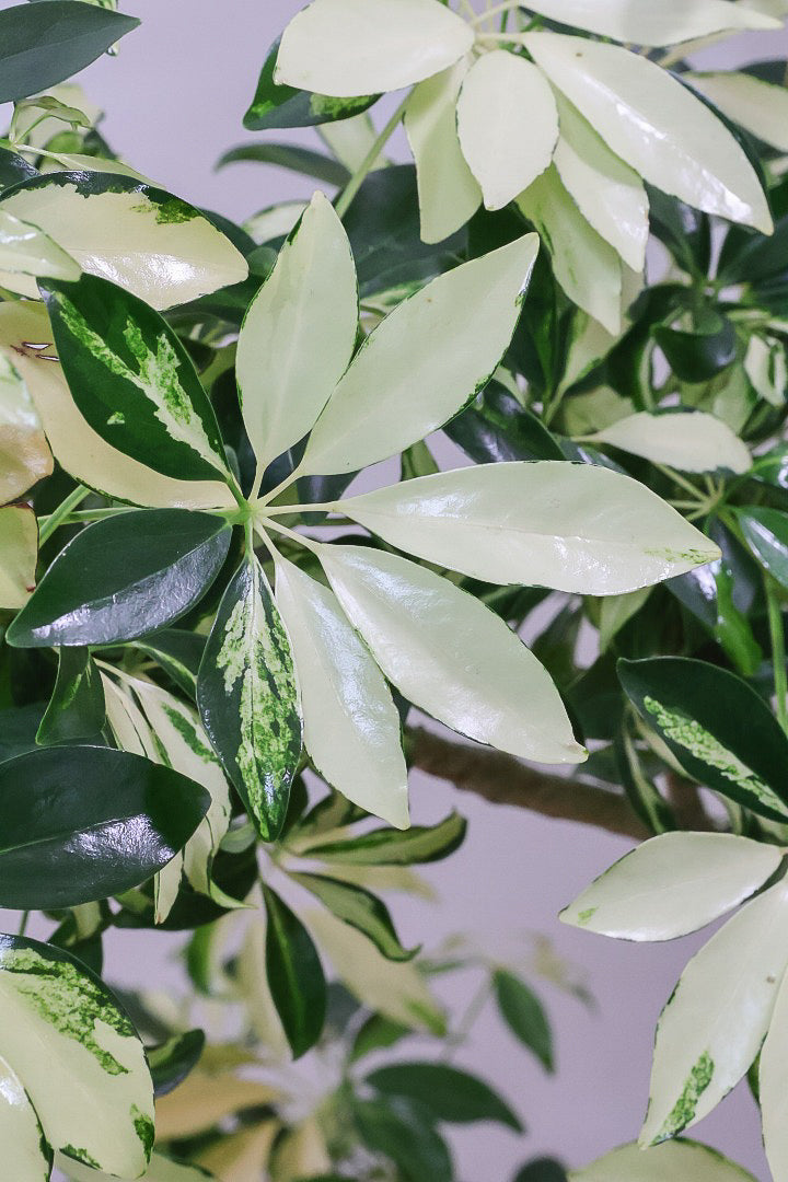 【シェフレラ グランディ】BIGサイズ！シェフレラの中でも華やかで明るい葉色！鹿児島のシェフレラ名人が手がけた美しい樹形です！