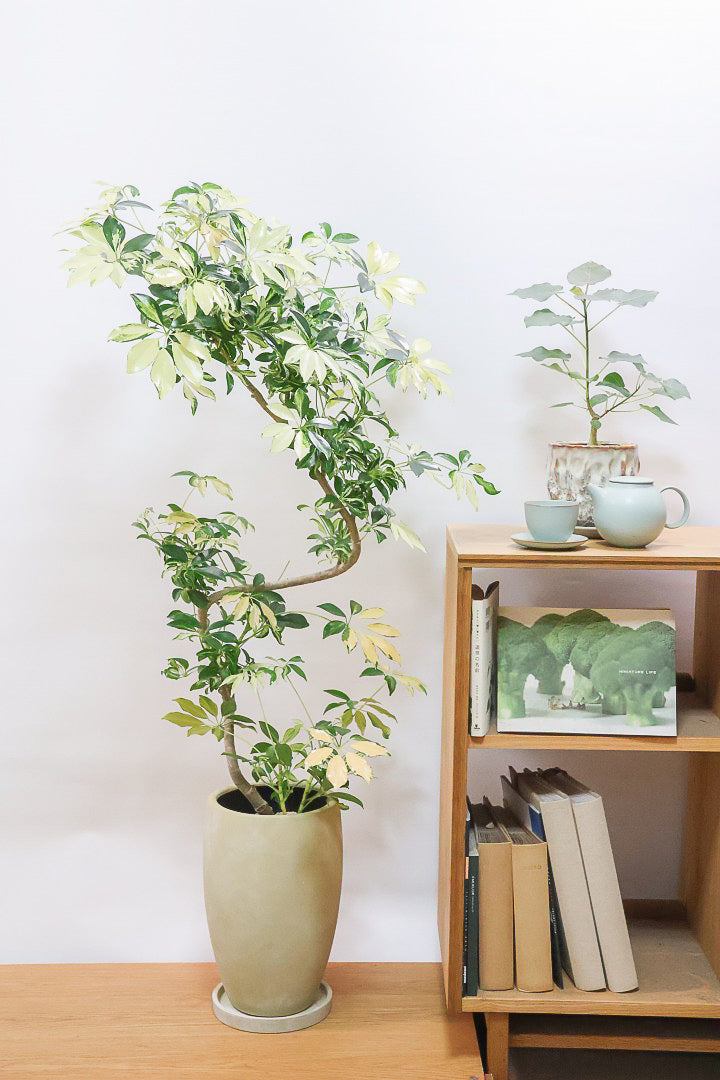 【シェフレラ グランディ】BIGサイズ！シェフレラの中でも華やかで明るい葉色！鹿児島のシェフレラ名人が手がけた美しい樹形です！