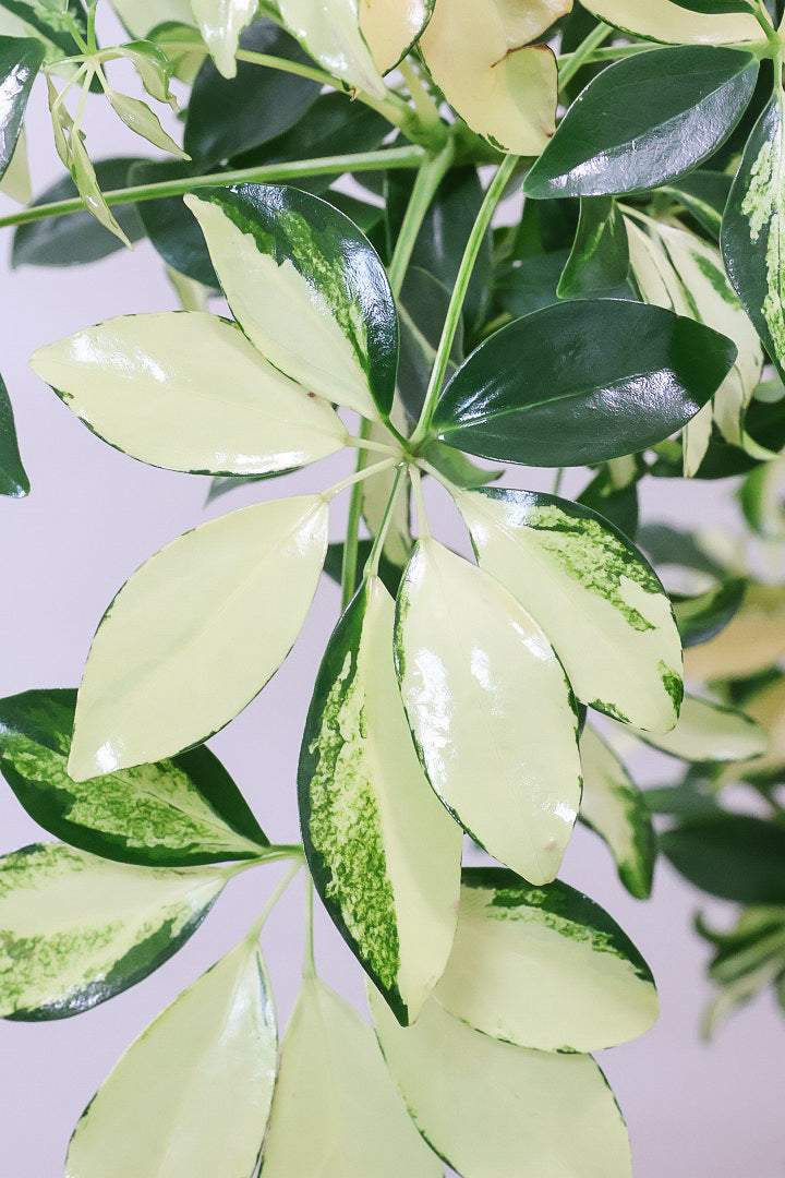 【シェフレラ グランディ】BIGサイズ！シェフレラの中でも華やかで明るい葉色！鹿児島のシェフレラ名人が手がけた美しい樹形です！