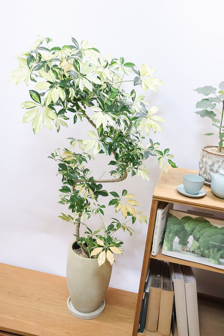 【シェフレラ グランディ】BIGサイズ！シェフレラの中でも華やかで明るい葉色！鹿児島のシェフレラ名人が手がけた美しい樹形です！