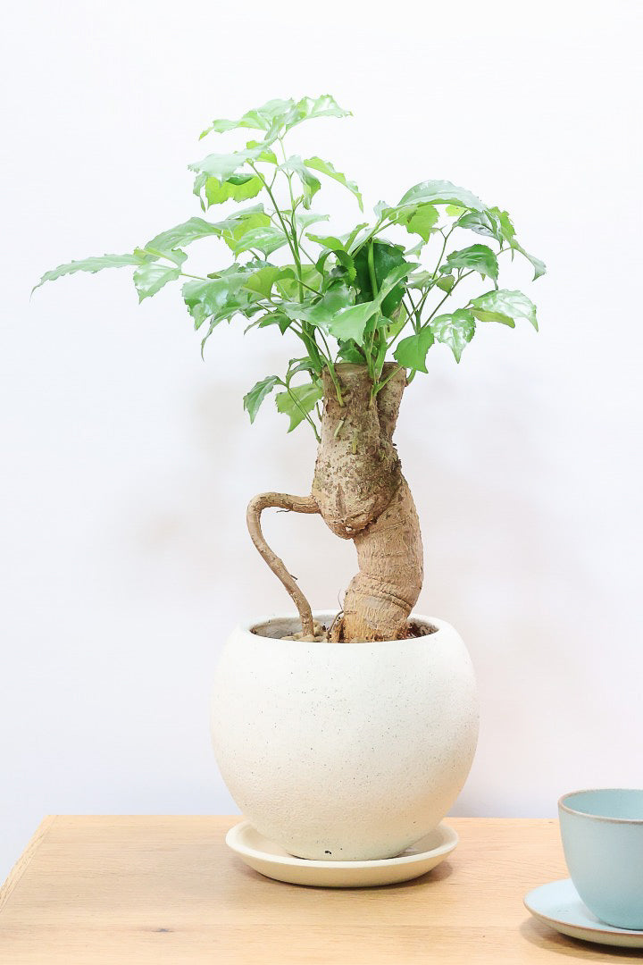 【ヘテロパナックス】奇々怪々な幹と言ってもイイと思う。とにかく個性があふれる幹なんです！