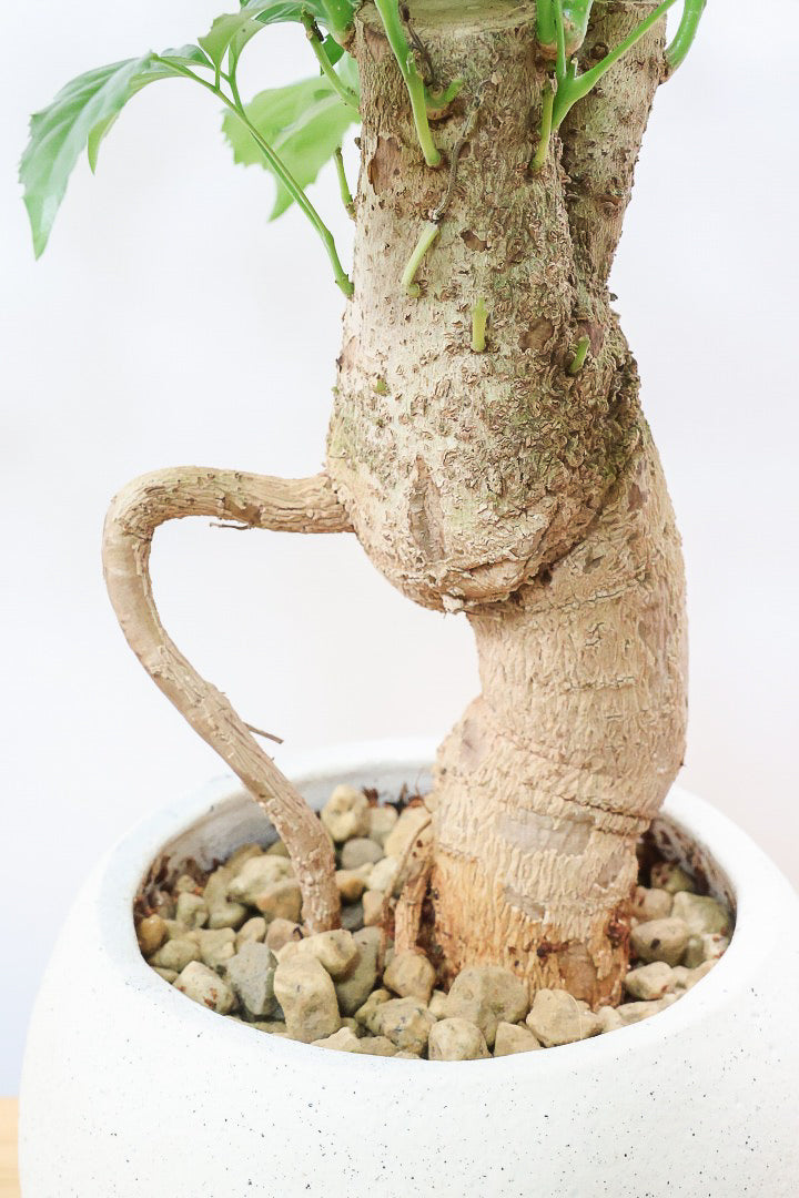 【ヘテロパナックス】奇々怪々な幹と言ってもイイと思う。とにかく個性があふれる幹なんです！