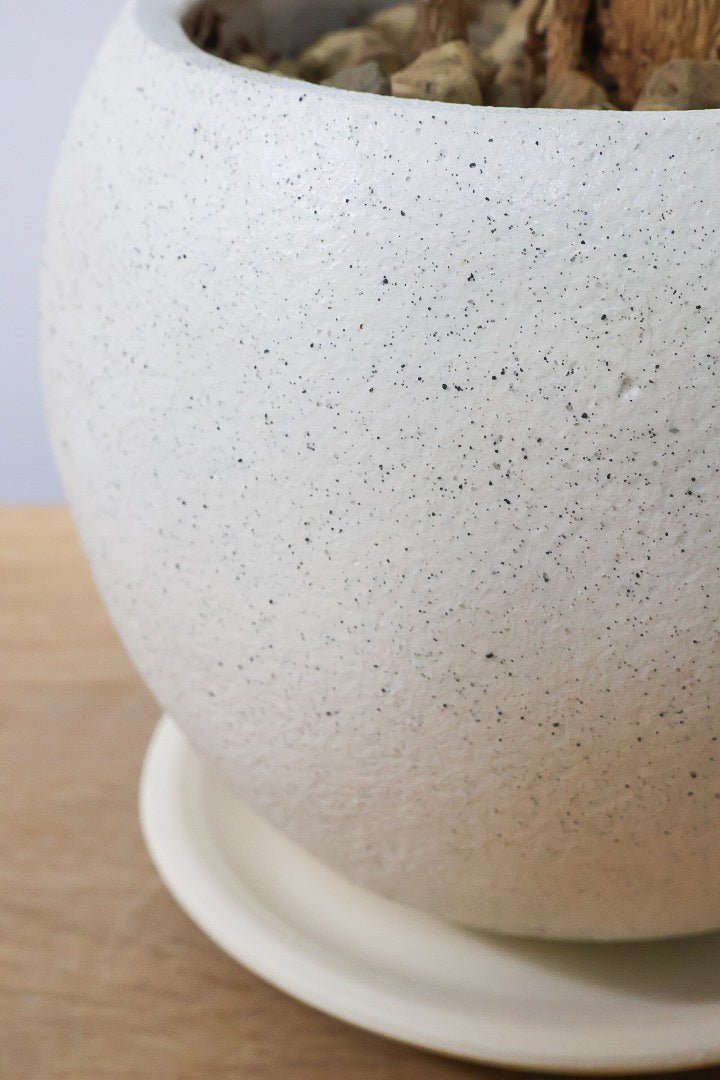 【ヘテロパナックス】奇々怪々な幹と言ってもイイと思う。とにかく個性があふれる幹なんです！