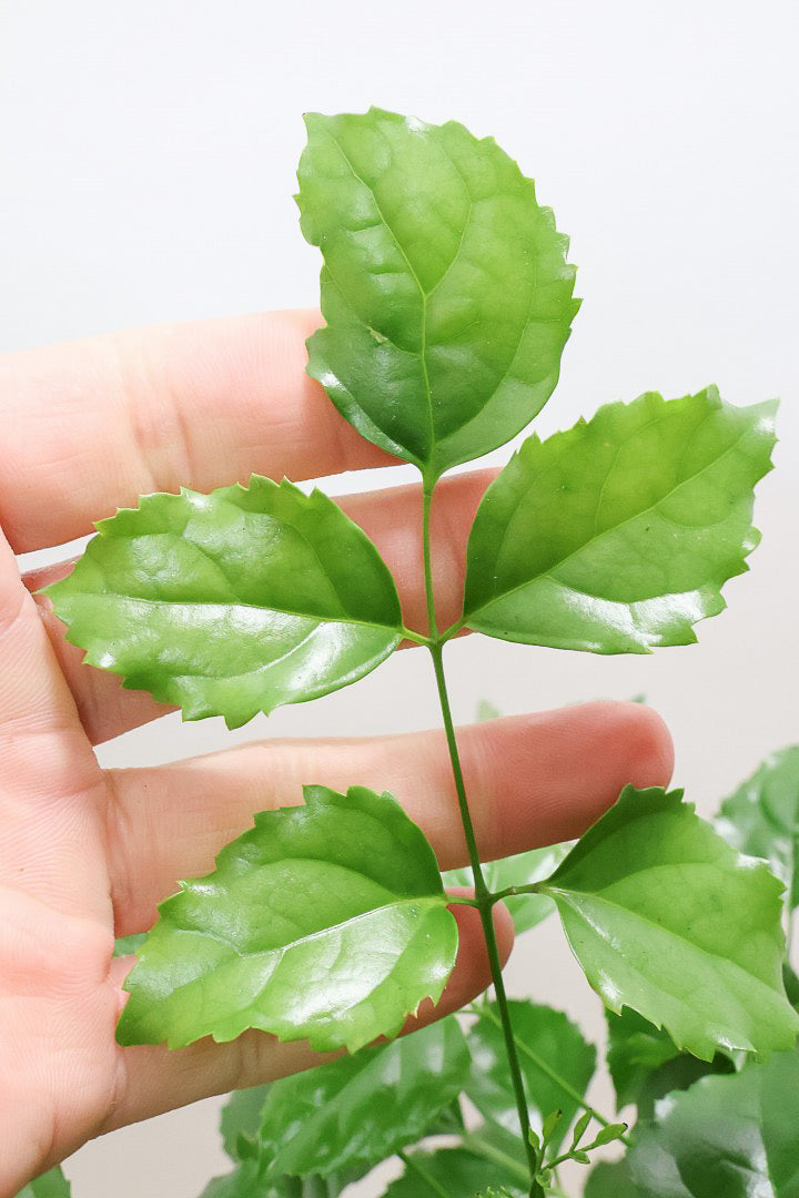 【ヘテロパナックス】奇々怪々な幹と言ってもイイと思う。とにかく個性があふれる幹なんです！