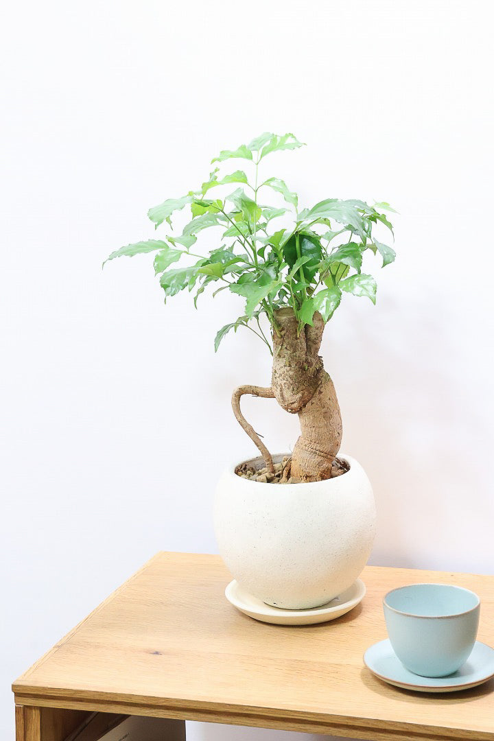 【ヘテロパナックス】奇々怪々な幹と言ってもイイと思う。とにかく個性があふれる幹なんです！