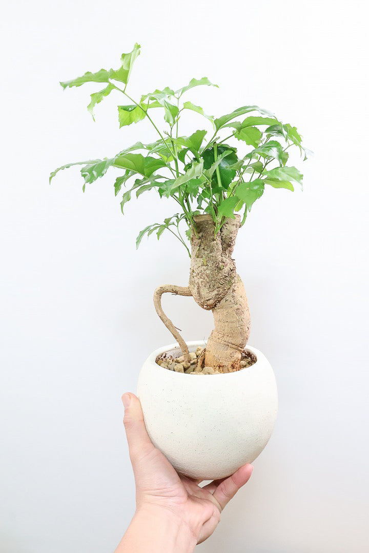 【ヘテロパナックス】奇々怪々な幹と言ってもイイと思う。とにかく個性があふれる幹なんです！