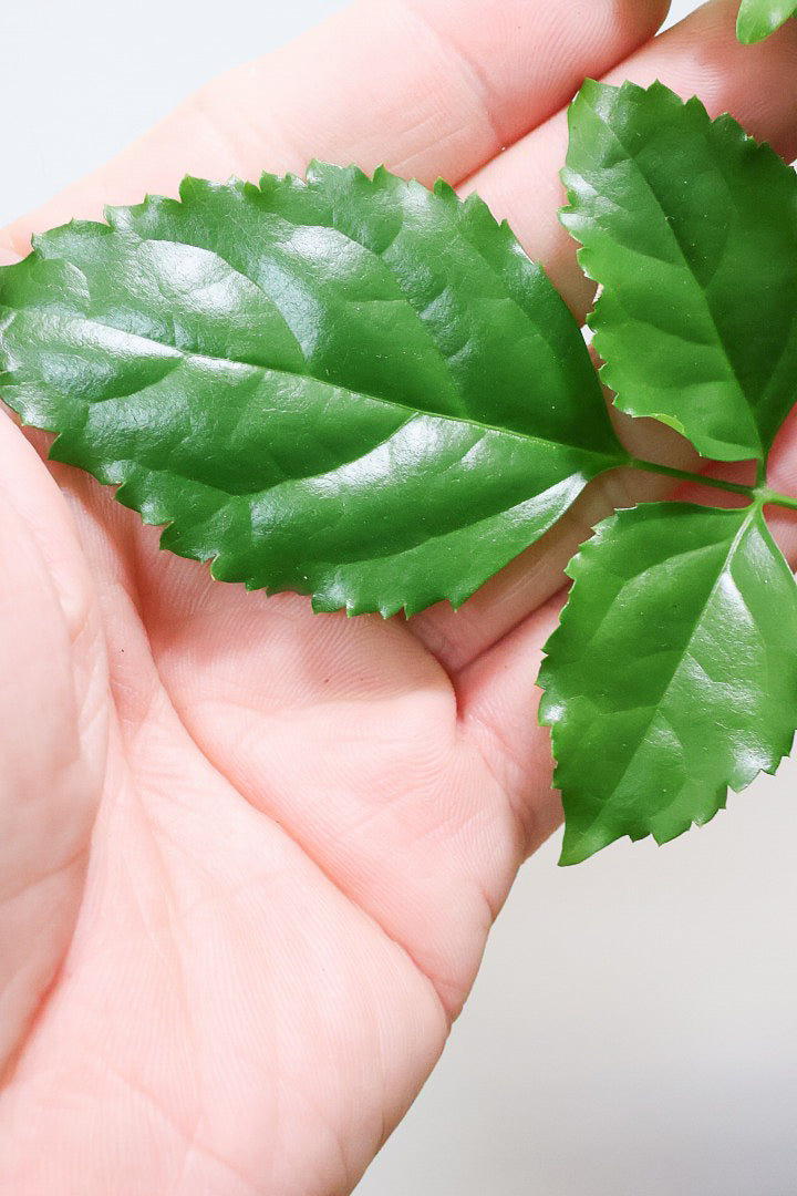 【ヘテロパナックス】奇々怪々な幹と言ってもイイと思う。とにかく個性があふれる幹なんです！