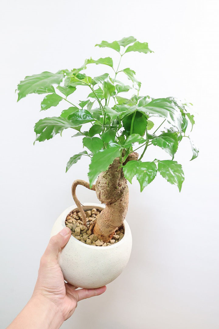 【ヘテロパナックス】奇々怪々な幹と言ってもイイと思う。とにかく個性があふれる幹なんです！