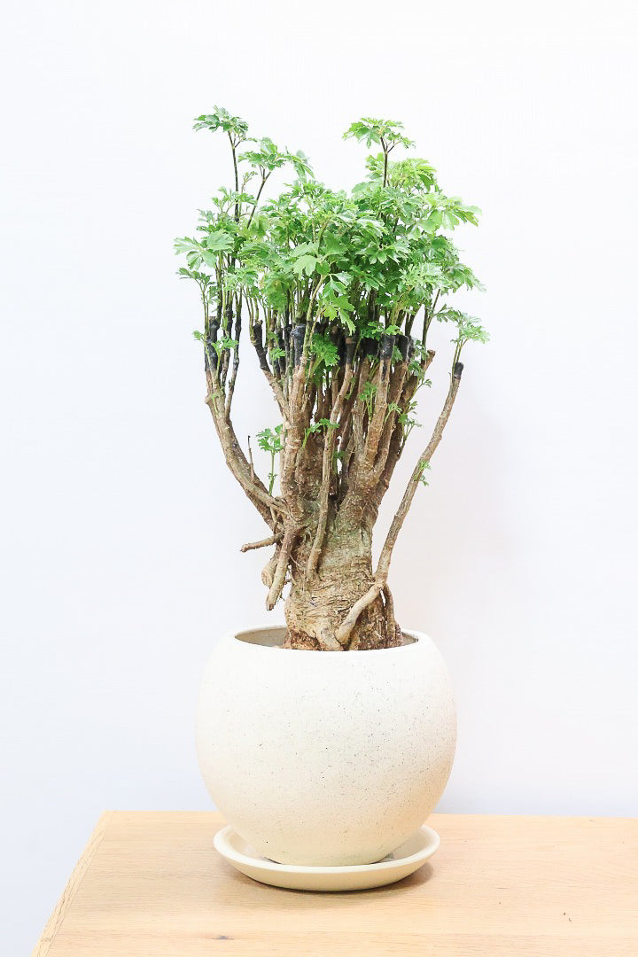 【ポリシャス パセリ】豪快でワイルドな幹。温暖な鹿児島県でじっくりと育てられました！細やかな葉っぱとゴリゴリの幹が素敵！