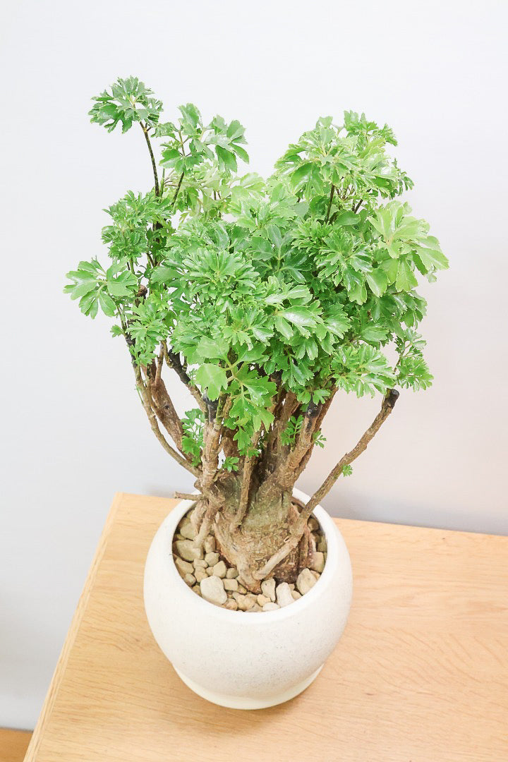 【ポリシャス パセリ】豪快でワイルドな幹。温暖な鹿児島県でじっくりと育てられました！細やかな葉っぱとゴリゴリの幹が素敵！