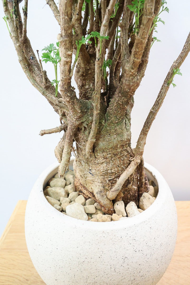 【ポリシャス パセリ】豪快でワイルドな幹。温暖な鹿児島県でじっくりと育てられました！細やかな葉っぱとゴリゴリの幹が素敵！