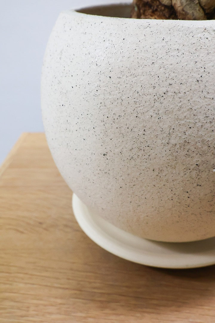 【ポリシャス パセリ】豪快でワイルドな幹。温暖な鹿児島県でじっくりと育てられました！細やかな葉っぱとゴリゴリの幹が素敵！