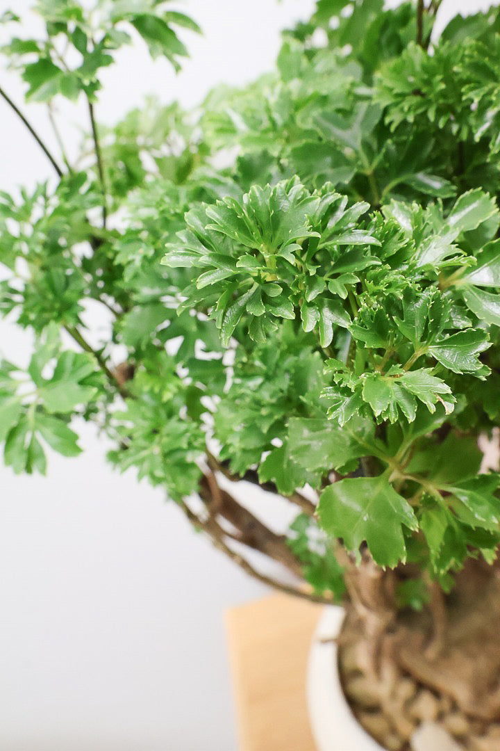 【ポリシャス パセリ】豪快でワイルドな幹。温暖な鹿児島県でじっくりと育てられました！細やかな葉っぱとゴリゴリの幹が素敵！