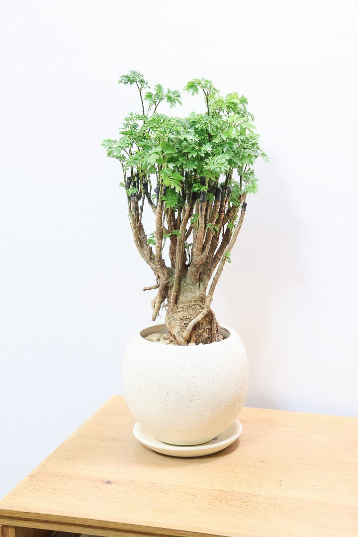 【ポリシャス パセリ】豪快でワイルドな幹。温暖な鹿児島県でじっくりと育てられました！細やかな葉っぱとゴリゴリの幹が素敵！