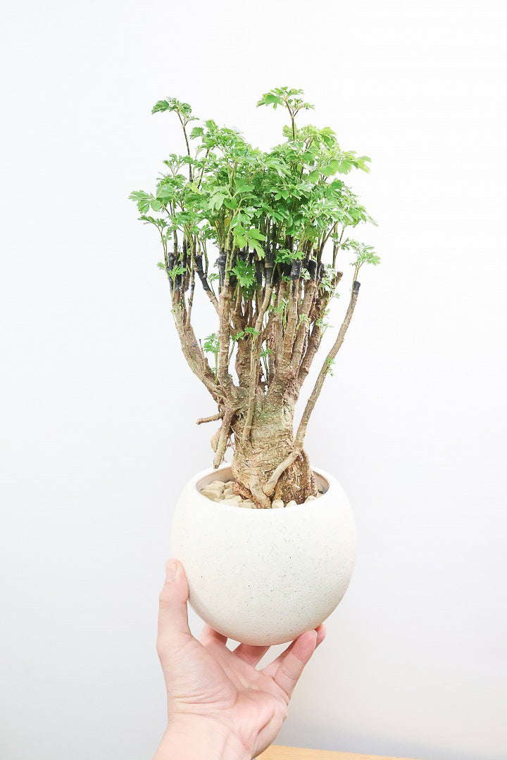 【ポリシャス パセリ】豪快でワイルドな幹。温暖な鹿児島県でじっくりと育てられました！細やかな葉っぱとゴリゴリの幹が素敵！