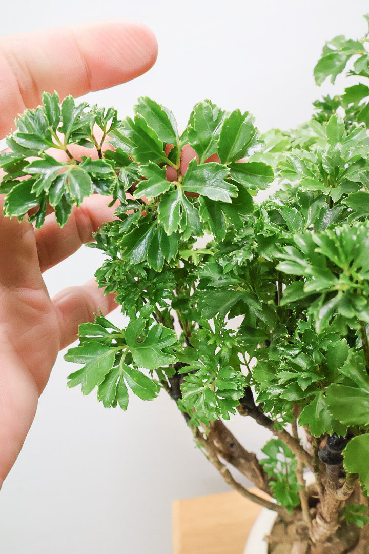 【ポリシャス パセリ】豪快でワイルドな幹。温暖な鹿児島県でじっくりと育てられました！細やかな葉っぱとゴリゴリの幹が素敵！
