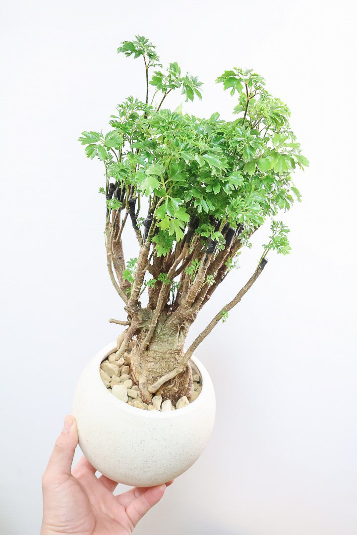 【ポリシャス パセリ】豪快でワイルドな幹。温暖な鹿児島県でじっくりと育てられました！細やかな葉っぱとゴリゴリの幹が素敵！
