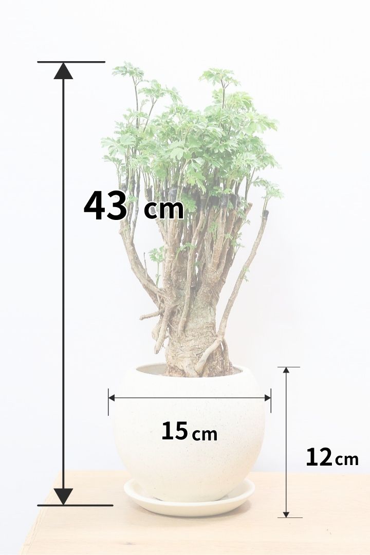 【ポリシャス パセリ】豪快でワイルドな幹。温暖な鹿児島県でじっくりと育てられました！細やかな葉っぱとゴリゴリの幹が素敵！