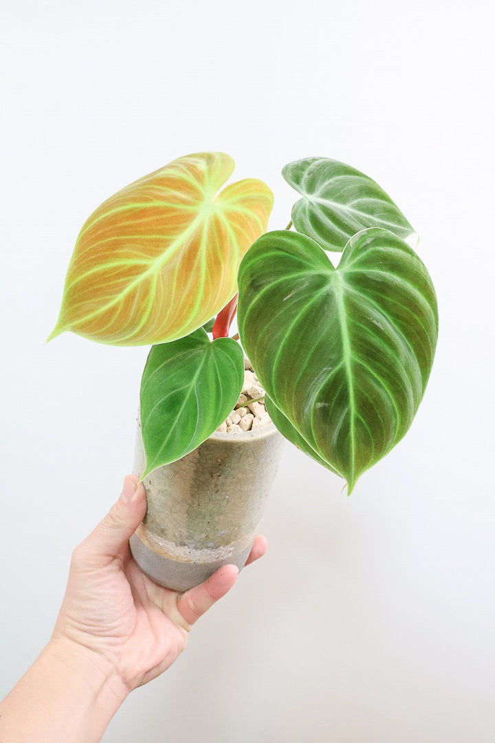 【フィロデンドロン エルチョコレッド】新葉のブロンズの葉とダークグリーンの美しい葉がとても素敵。表面の質感がベルベット調の美しい品種です