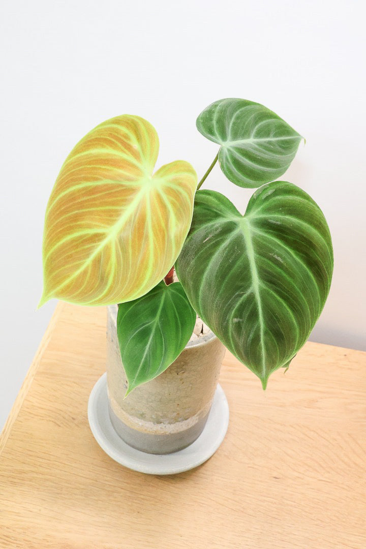 【フィロデンドロン エルチョコレッド】新葉のブロンズの葉とダークグリーンの美しい葉がとても素敵。表面の質感がベルベット調の美しい品種です