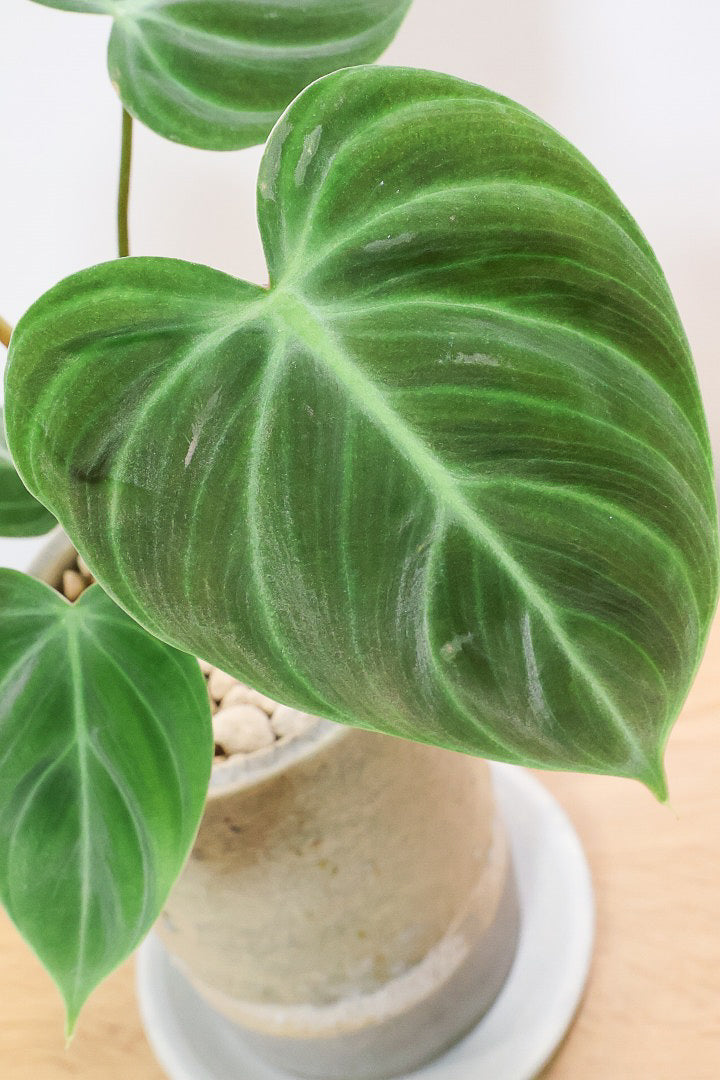 【フィロデンドロン エルチョコレッド】新葉のブロンズの葉とダークグリーンの美しい葉がとても素敵。表面の質感がベルベット調の美しい品種です