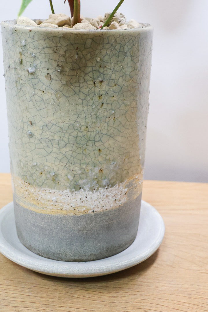 【フィロデンドロン エルチョコレッド】新葉のブロンズの葉とダークグリーンの美しい葉がとても素敵。表面の質感がベルベット調の美しい品種です