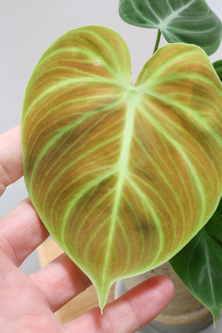 【フィロデンドロン エルチョコレッド】新葉のブロンズの葉とダークグリーンの美しい葉がとても素敵。表面の質感がベルベット調の美しい品種です