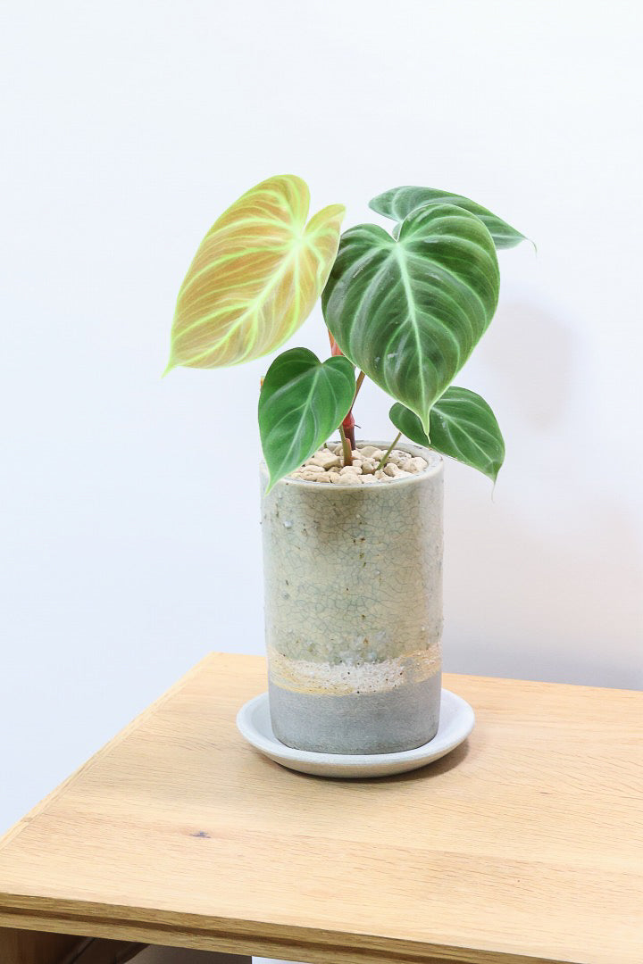 【フィロデンドロン エルチョコレッド】新葉のブロンズの葉とダークグリーンの美しい葉がとても素敵。表面の質感がベルベット調の美しい品種です