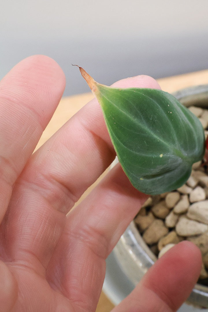 【フィロデンドロン エルチョコレッド】新葉のブロンズの葉とダークグリーンの美しい葉がとても素敵。表面の質感がベルベット調の美しい品種です