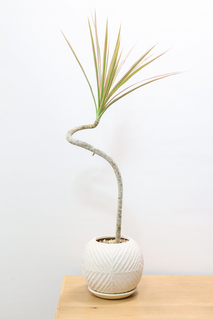 【コンシンネ レインボー】ちょっと大きめサイズ！赤く染まった葉色がとても美しい人気種です！