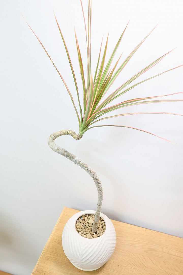 【コンシンネ レインボー】ちょっと大きめサイズ！赤く染まった葉色がとても美しい人気種です！