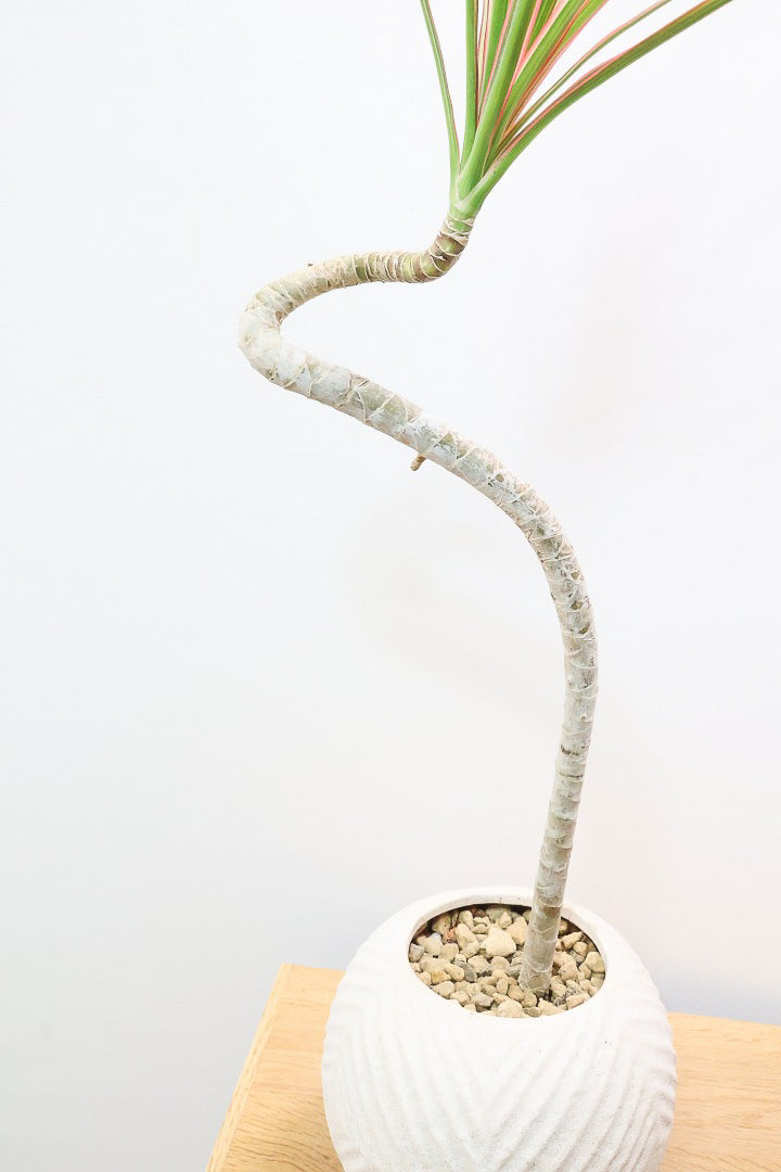 【コンシンネ レインボー】ちょっと大きめサイズ！赤く染まった葉色がとても美しい人気種です！