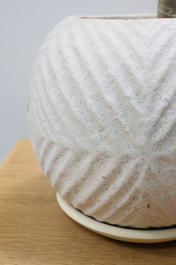 【コンシンネ レインボー】ちょっと大きめサイズ！赤く染まった葉色がとても美しい人気種です！