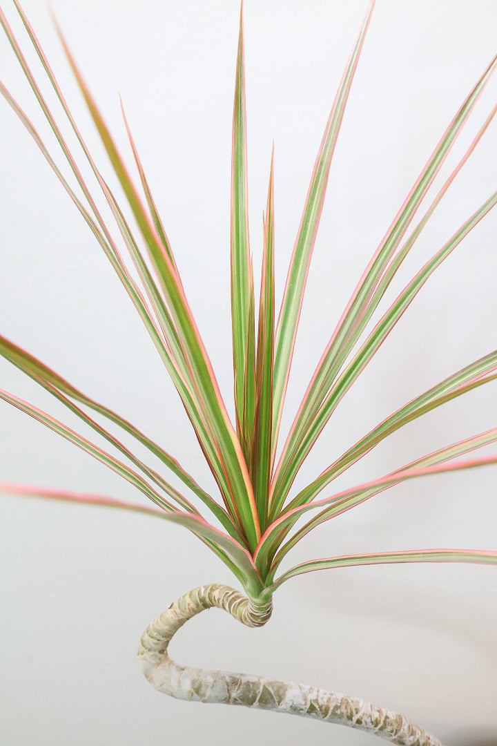 【コンシンネ レインボー】ちょっと大きめサイズ！赤く染まった葉色がとても美しい人気種です！