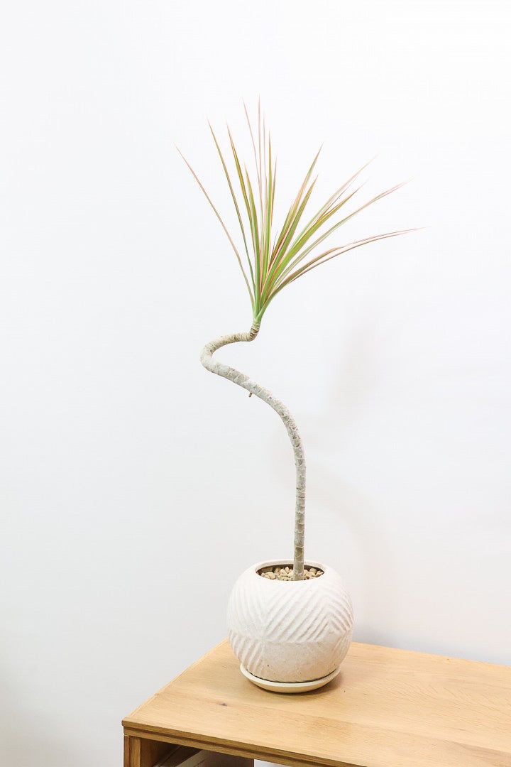 【コンシンネ レインボー】ちょっと大きめサイズ！赤く染まった葉色がとても美しい人気種です！