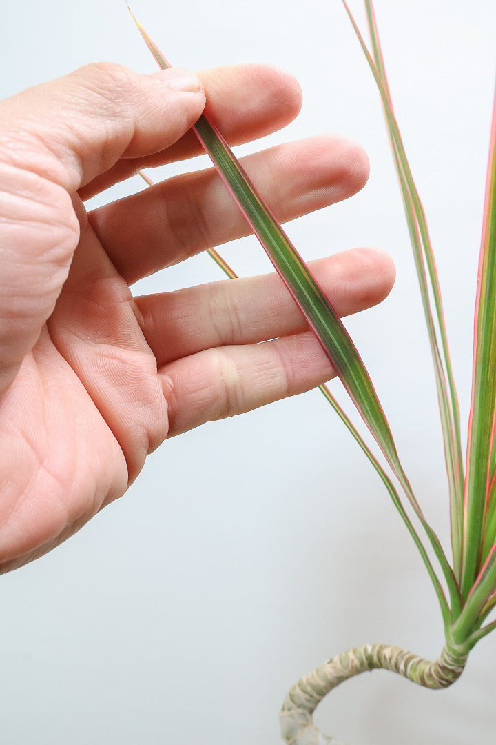 【コンシンネ レインボー】ちょっと大きめサイズ！赤く染まった葉色がとても美しい人気種です！