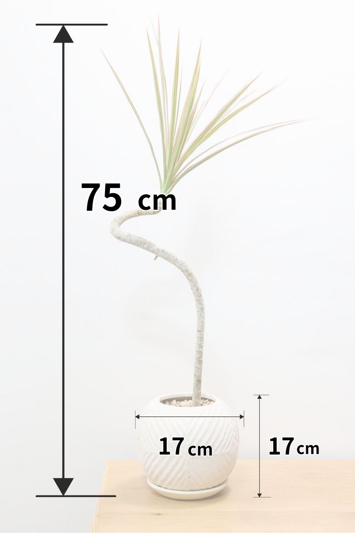 【コンシンネ レインボー】ちょっと大きめサイズ！赤く染まった葉色がとても美しい人気種です！
