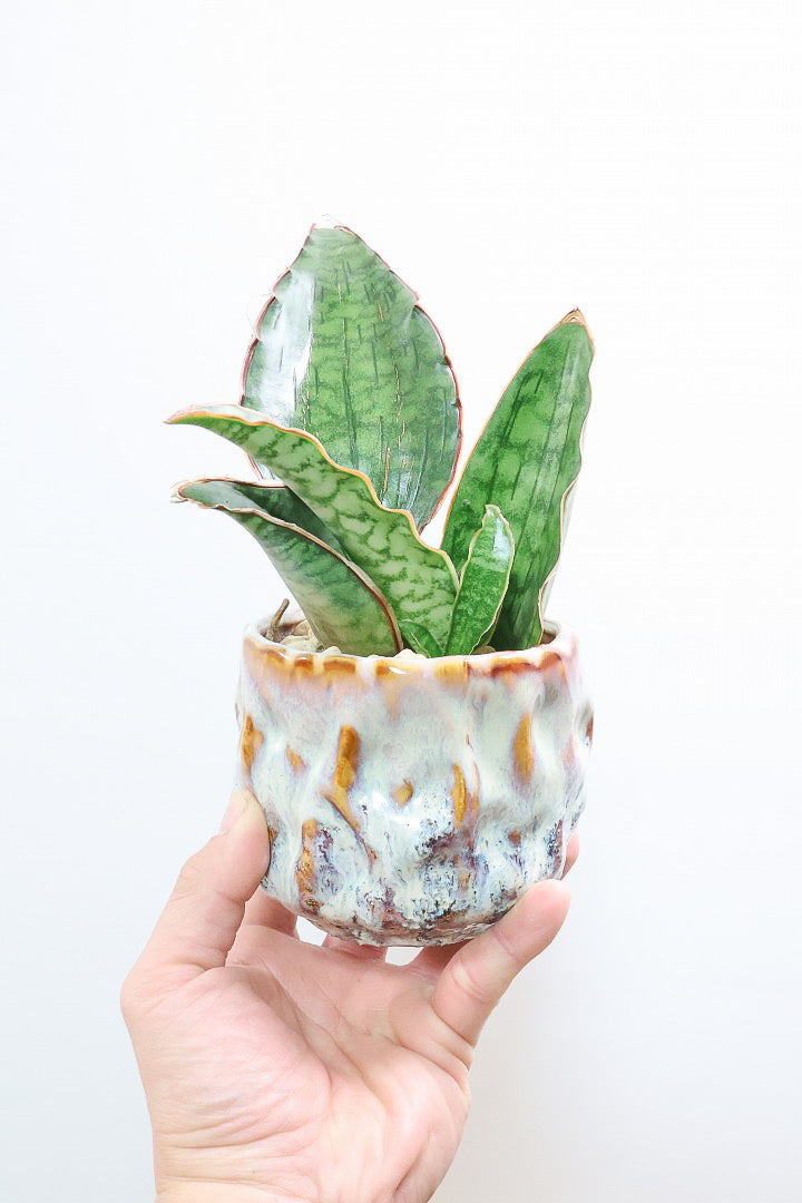 【サンスベリア シルバーブルー】手のひらサイズ！かなりの希少種！もう作っている人はほとんどいないと思います！