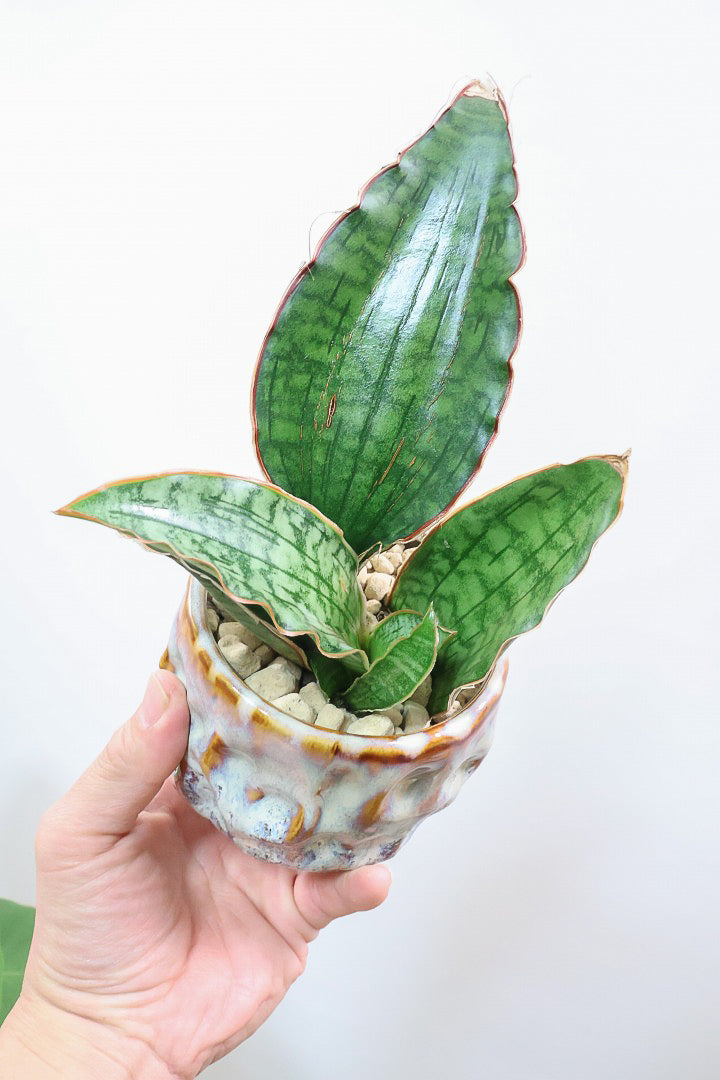 【サンスベリア シルバーブルー】手のひらサイズ！かなりの希少種！もう作っている人はほとんどいないと思います！