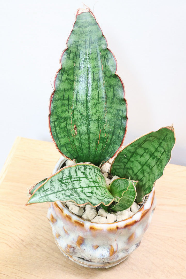 【サンスベリア シルバーブルー】手のひらサイズ！かなりの希少種！もう作っている人はほとんどいないと思います！