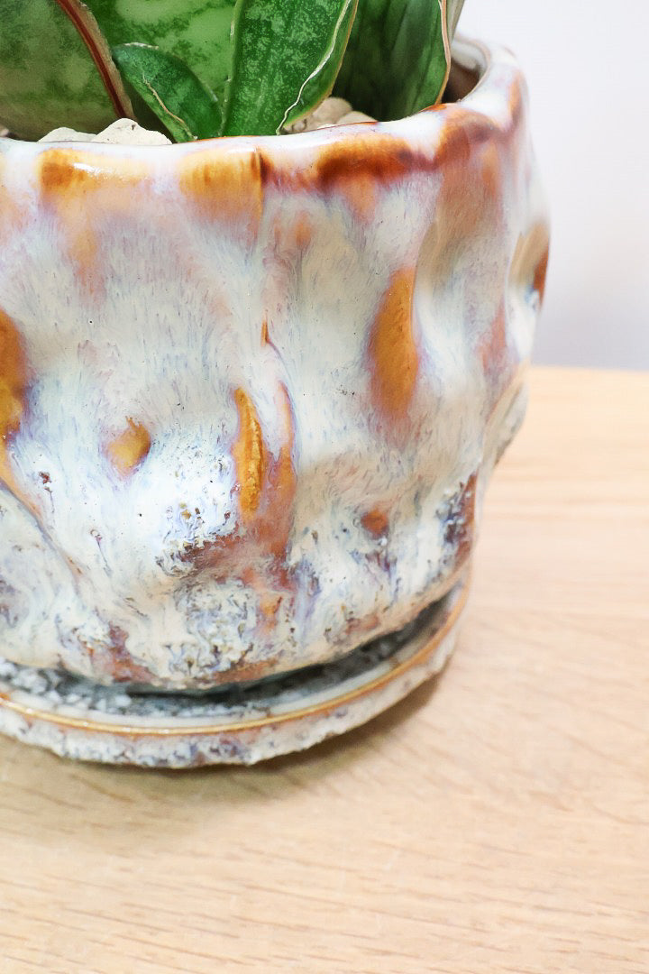 【サンスベリア シルバーブルー】手のひらサイズ！かなりの希少種！もう作っている人はほとんどいないと思います！