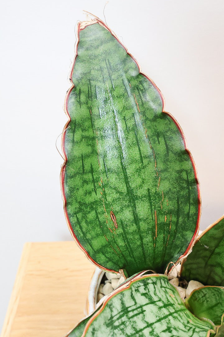 【サンスベリア シルバーブルー】手のひらサイズ！かなりの希少種！もう作っている人はほとんどいないと思います！